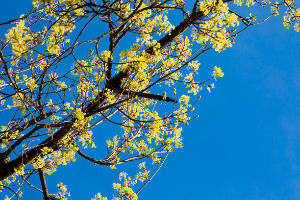 istock Fresh natural spring yellow flowers and leaves on blue sky 1391671257