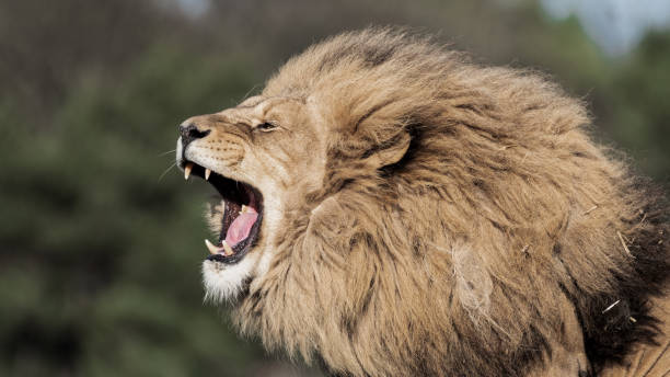 istock Adult Male Lion 1391671421