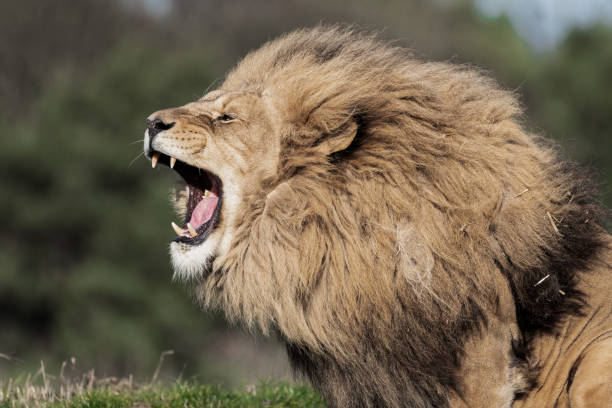 Portrait of male lion, growling, John M Lund