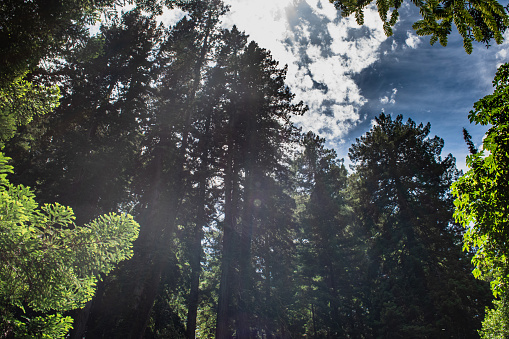 Muir Woods National Monument in Mill Valley California.