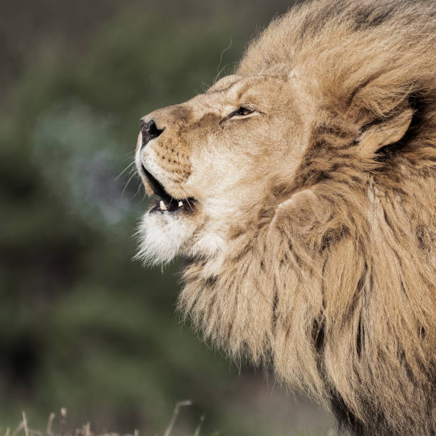 istock Adult Male Lion 1391672205