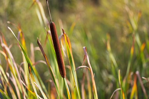 Close-up photograph of cattails in a wetland area.