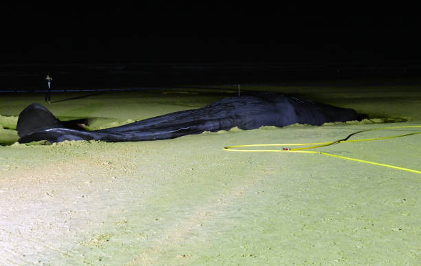Fonte da Telha, Almada, Setubal district, Portugal: beached sperm whale at night, stranded on the sand at low tide - The sperm whale ( Physeter macrocephalus ) is a species of marine mammal in the infraorder Cetacea of ​​the parvorder Odontoceti . The sperm whale is the only member of the genus Physeter and is one of three extant species in the family Physeteridae, alongside the pygmy sperm whale and dwarf sperm whale.
