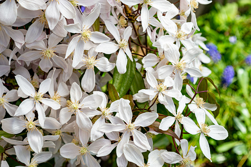 The spring white clematis is very beautiful.