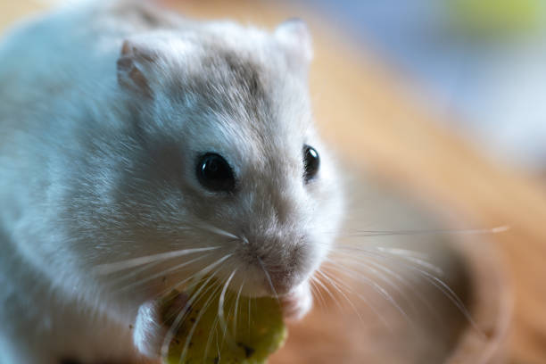 istock A golden hamster studio shot 1391681493