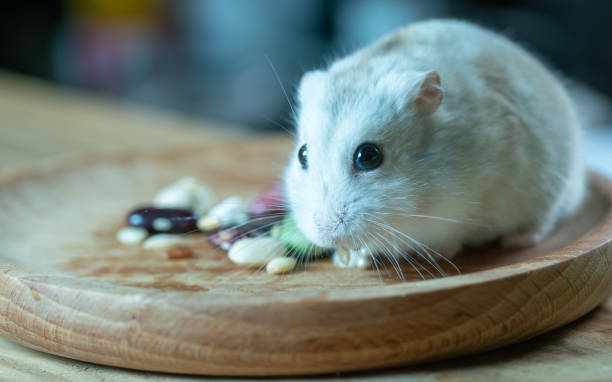 istock A golden hamster studio shot 1391681501