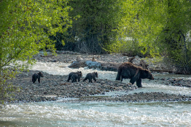 istock Grizzly Bear 399 leads her four cubs across Pilgrim Creek 1391683017