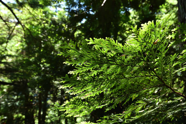 istock trekking around green hills and river in summer 1391684488