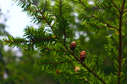 Spiky, leafy green Eastern Hemlock branch jutting out from the right side with two egg shaped pine cones sitting on the brown wood, zoomed in.