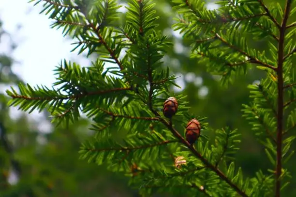 Spiky, leafy green Eastern Hemlock branch jutting out from the right side with two egg shaped pine cones sitting on the brown wood, zoomed in.