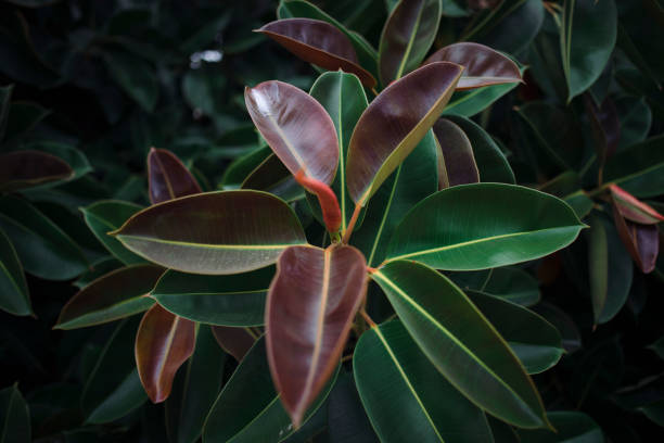 istock Background with green leaves of a fig tree. 1391685630