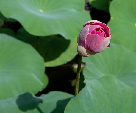Close up top view of a pink lotus flower bud surrounded by green lily pads in pond