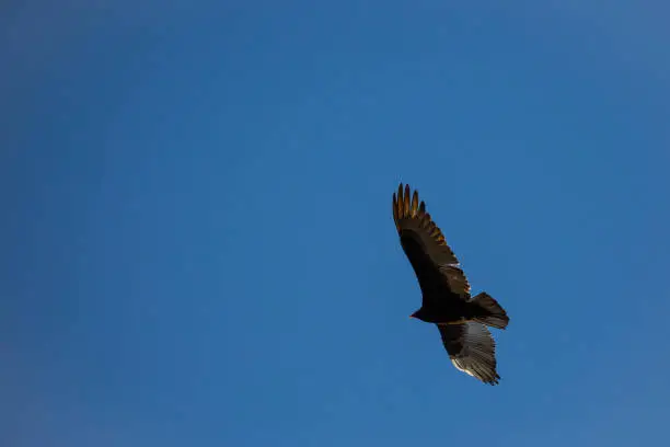 Turkey Vulture (Cathartes aura) flying in a blue sky with copy space, horizontal