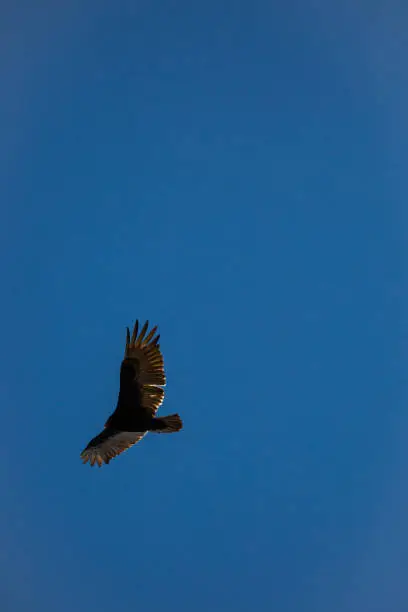 Turkey Vulture (Cathartes aura) flying in a blue sky with copy space, vertical