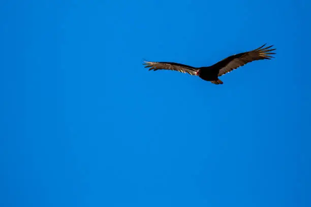 Turkey Vulture (Cathartes aura) flying in a blue sky with copy space, horizontal