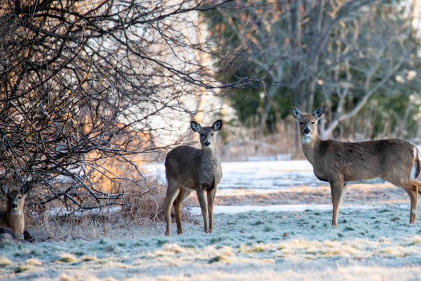 istock White-tailed deer (odocoileus virginianus) standing alert in Wausau, Wisconsin 1391687028