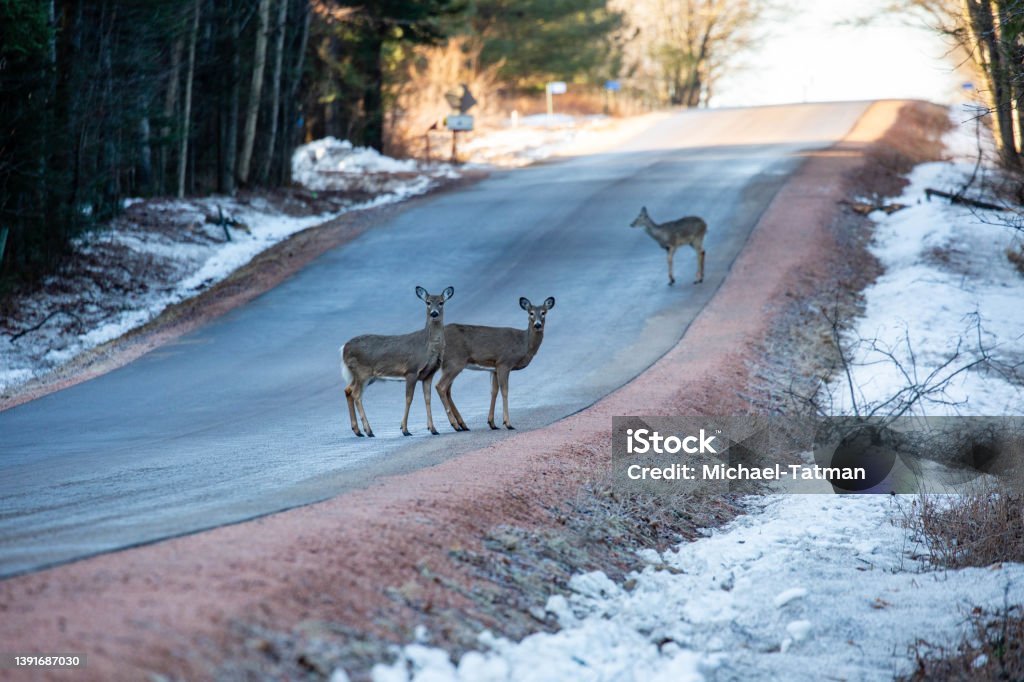 White-tailed deer (odocoileus virginianus) standing on a Wausau, Wisconsin blacktop road White-tailed deer (odocoileus virginianus) standing on a Wausau, Wisconsin blacktop road, horizontal Wisconsin Stock Photo