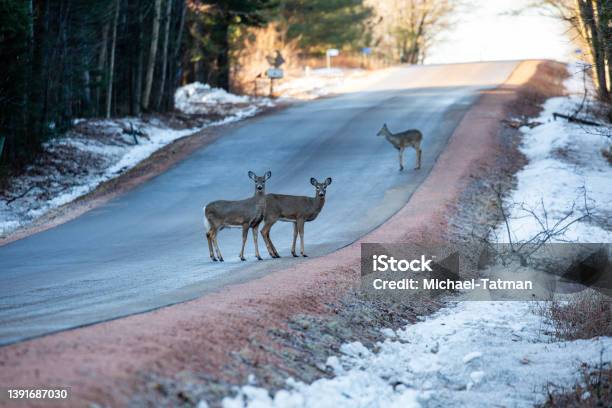 Whitetailed Deer Standing On A Wausau Wisconsin Blacktop Road Stock Photo - Download Image Now