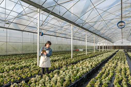 A female agricultural scientist uses a flat plate to detect the data of large rows of seedlings in a greenhouse