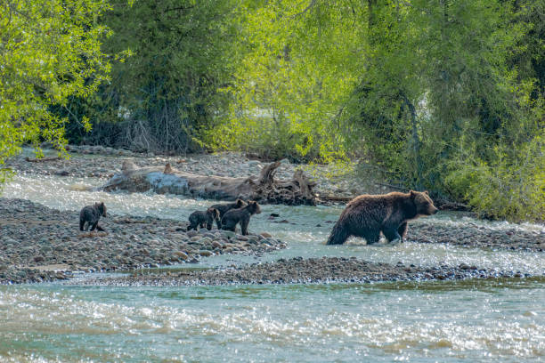 istock Grizzly Bear 399 leads her four cubs across Pilgrim Creek 1391690734