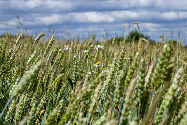 istock cereal plants during cultivation in the field in summer 1391690899