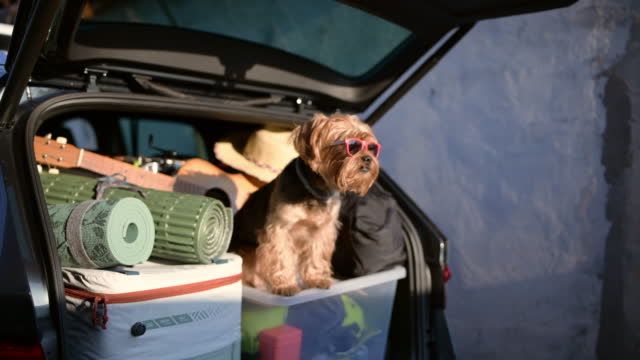 Cute terrier dog at the back of the car wearing sunglasses ready for vacation.