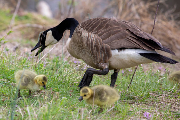 istock geese in the wild 1391696492