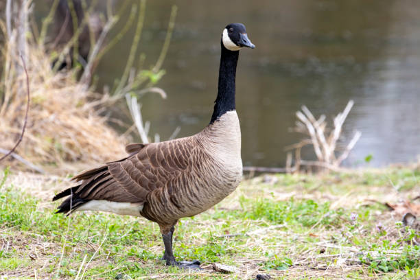 istock geese in the wild 1391696498