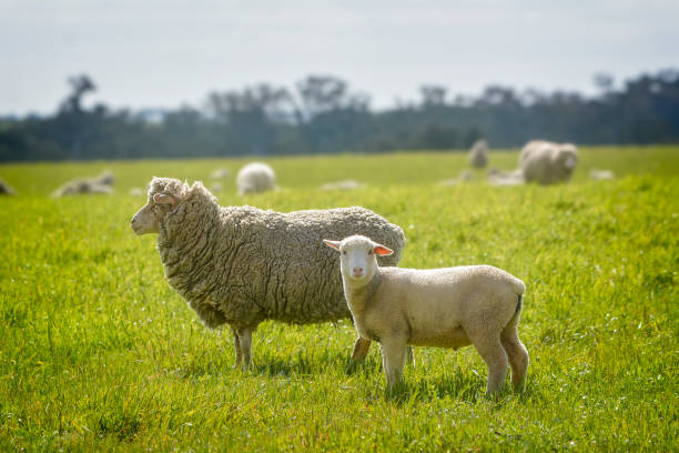 istock Baby Merino Sheep out in the paddock 1391697375