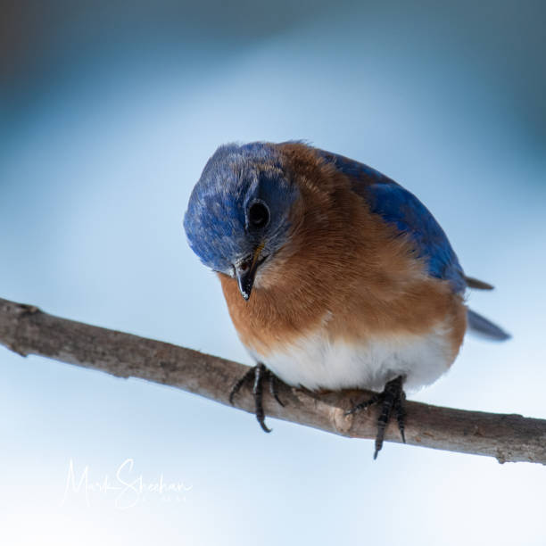 istock Adult Blue bird 1391698058
