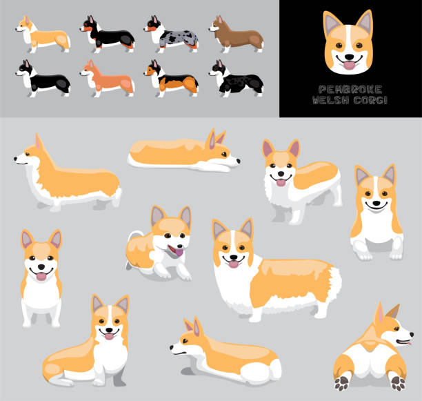 개 펨브로크 웨일스 어 corgi 새끼 사슴 코트 만화 벡터 일러스트 레이 션 색상 변형 세트 - young animal characters clothing coat stock illustrations