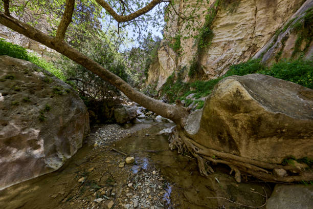 avakas gorge trilha natural - 5087 - fotografias e filmes do acervo