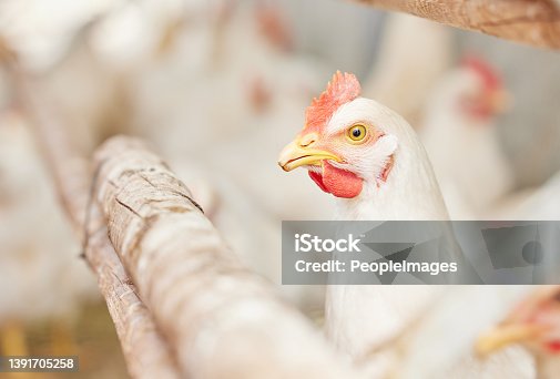 istock Shot of chickens on a farm 1391705258