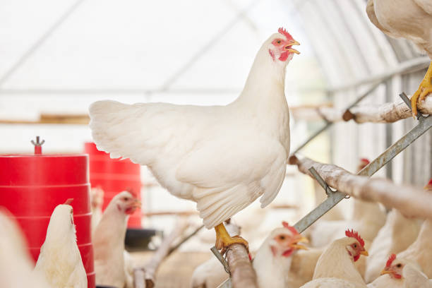 istock Shot of chickens on a farm 1391705259