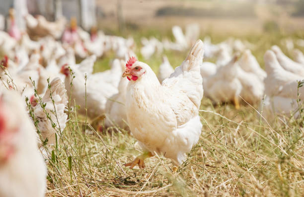 plan de poulets dans une ferme - poule photos et images de collection