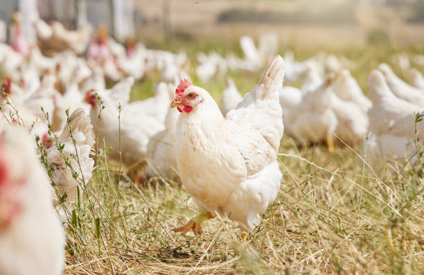 colpo di polli in una fattoria - gallina foto e immagini stock