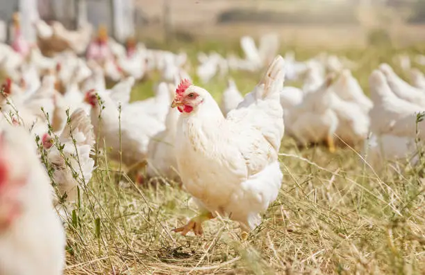 Photo of Shot of chickens on a farm
