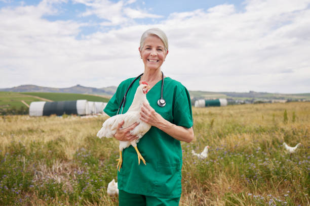 養鶏場で鶏を飼っている成熟した獣医師の肖像画 - industry chicken agriculture poultry ストックフォトと画像