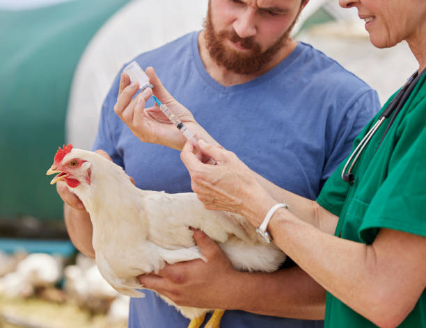 primer plano de un veterinario que administra una inyección a un pollo en una granja avícola - industry chicken agriculture poultry fotografías e imágenes de stock