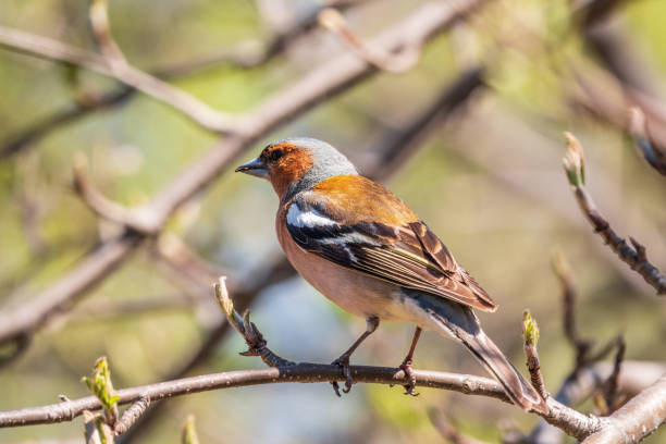 istock Common chaffinch, Fringilla coelebs, sits on a branch in spring on green background. Common chaffinch in wildlife. 1391706337