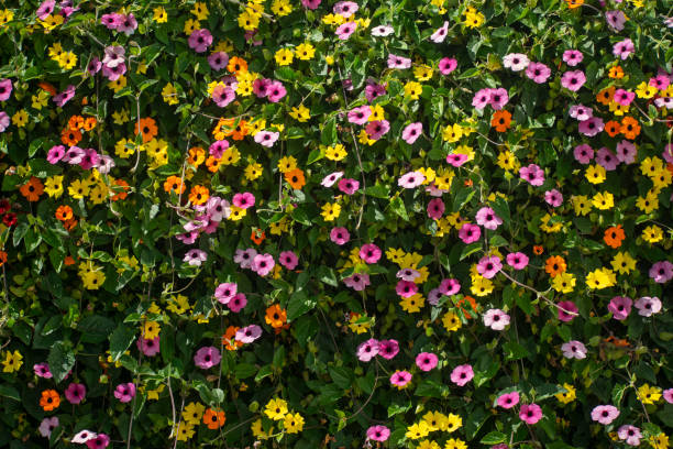 Mosaic of Flowers in Spring.