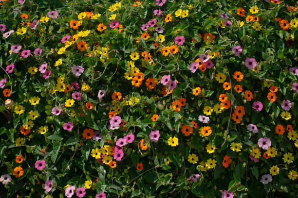 istock Mosaic of Flowers 1391707228