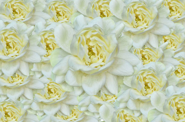 Beautiful white Jasminum bloom background