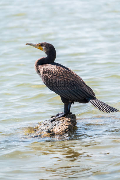 grande cormorano, phalacrocorax carbo, in piedi su una pietra sulla riva del mare. - great black cormorant foto e immagini stock