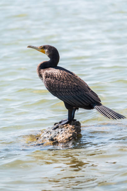 grande cormorão, phalacrocorax carbo, em pé sobre uma pedra na costa do mar. - great black cormorant - fotografias e filmes do acervo
