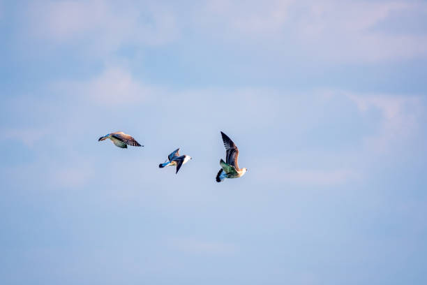 Three sea gulls in the clear blue sky. The Great black-backed gull, Larus marinus, flying in blue clear sky background,