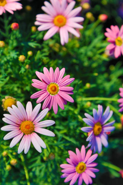 istock Chrysanthemums blooming in the sun 1391714369