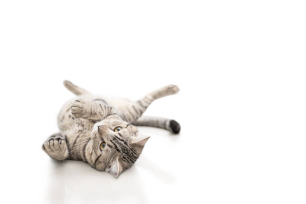 istock Scottish cat with black stripes sleeps on white floor in write background 1391717951