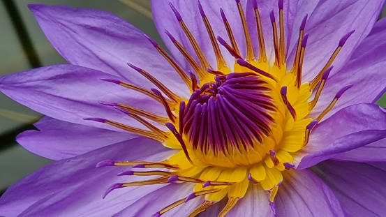 Close up of Egyptian lotus