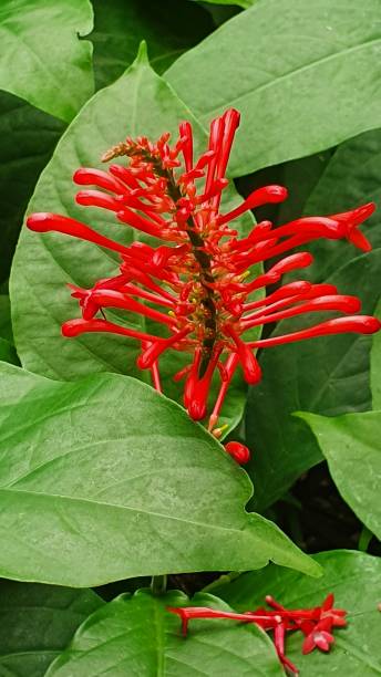 istock Spiky orange flower 1391718844